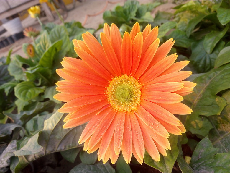 A richly orange gerbera daisy Gerbera jamesonii opening up to the sun.