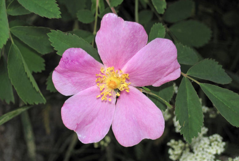 A close-up of a bright pink Woods' rose Rosa woodsii flower.