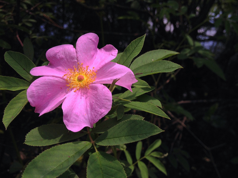A close-up of a deep pink Swamp rose Rosa palustris flower.