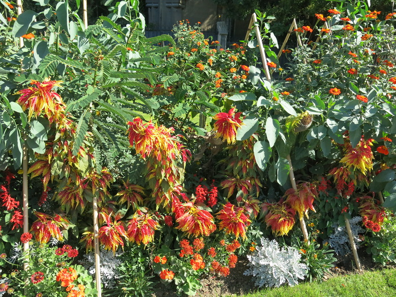 Joseph's coat Amaranthus tricolor near the Notre Dame cathedral.