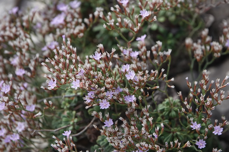A close-up of the small flowers of dwarf statice Limonium minutum.