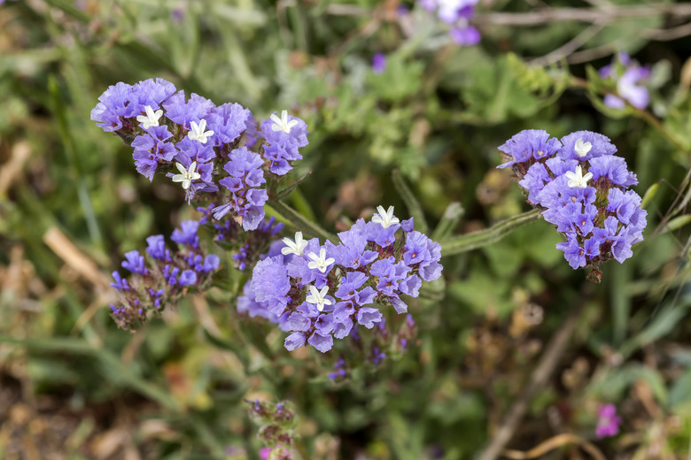 A close-up of lavender common statice Limonium sinuatum flowers.
