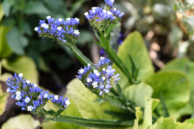 A close-up of blue statice flowering in the garden.