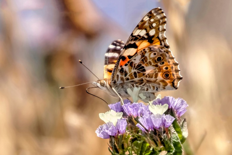 A macro shot of a painted lady butterfly sitting on a common statice flower.