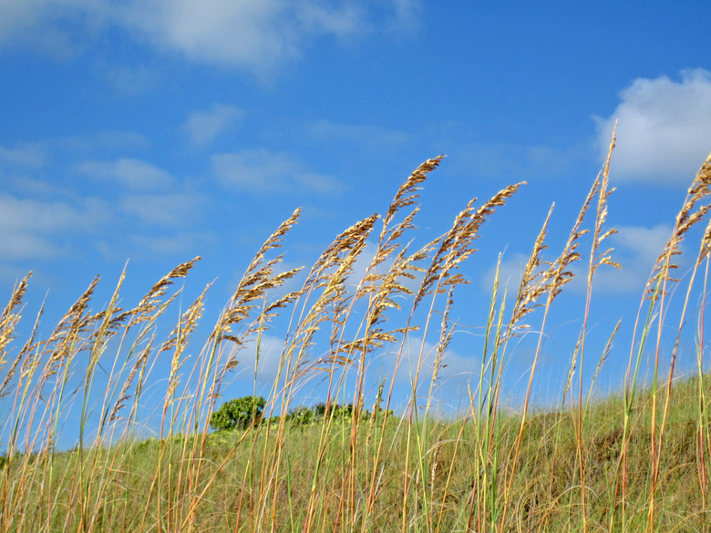 Delightful sea oats Uniola paniculata blowing in the wind