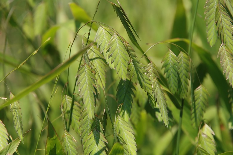 A close-up of some green northern sea oats Chasmanthium latifolium.