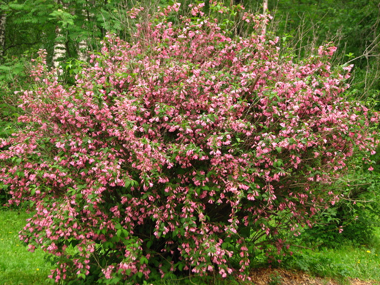 A large weigela bush Weigela florida perhaps in need of pruning.