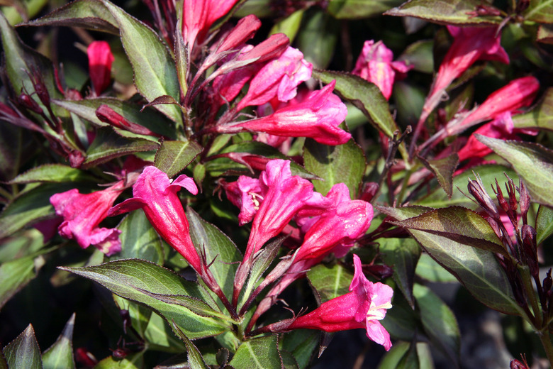 A close-up of some Alexandra weigela bush Weigela florida 'Alexandra' flowers.