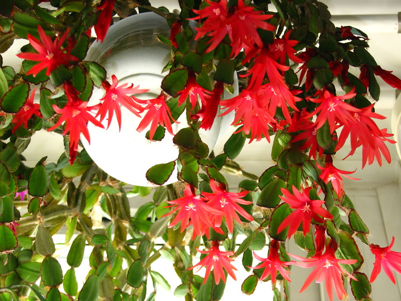 Drooping red flowers from a Sagitta Easter cactus Hatiora gaertneri 'Sagitta'.