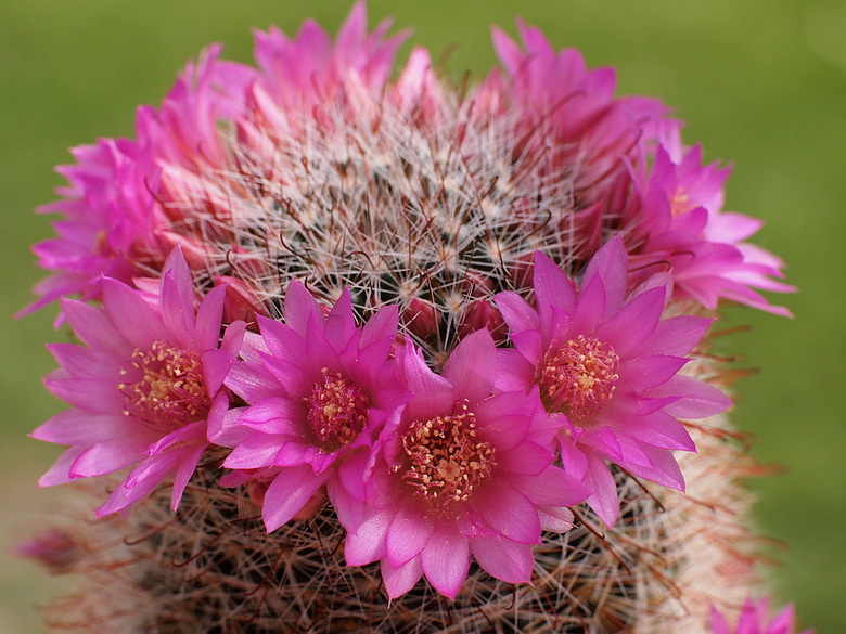 Glorious pink flowers of the rose pincushion cactus Mammillaria zeilmanniana.