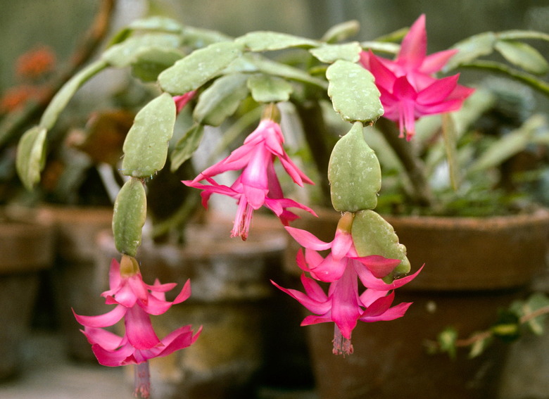 Pink flowers of a true Christmas cactus Schlumbergera × buckleyi pouring up and out of a pot.