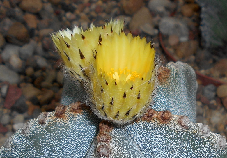 Yellow and black flowers of a bishop's hat star cactus Astrophytum myriostigma.