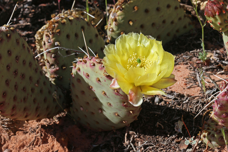 A golden prickly pear Opuntia aurea syn. Opuntia erinacea var. aurea growing in Zion National Park in Utah.