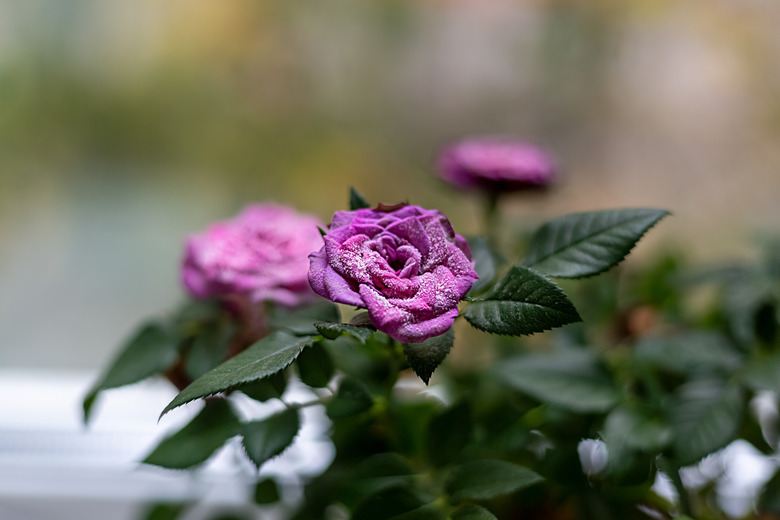 A beautiful pink rose affected by powdery mildew.