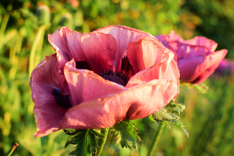 Two pink Patty's Plum Oriental poppy Papaver orientale 'Patty's Plum flowers in a garden in late May.