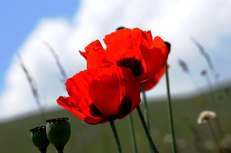 Two poppy flowers swaying in the breeze against a cloudy sky background.