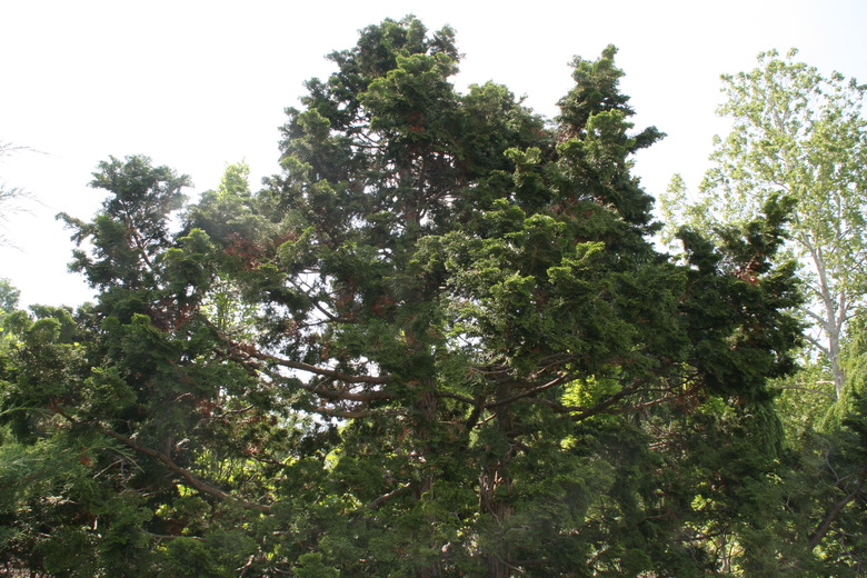 An upshot of a hinoki falsecypress tree Chamaecyparis obtusa set against a sunlight-filled sky.