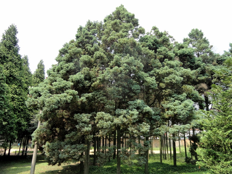Some tall Sawara falsecypress trees Chamaecyparis pisifera towering high.