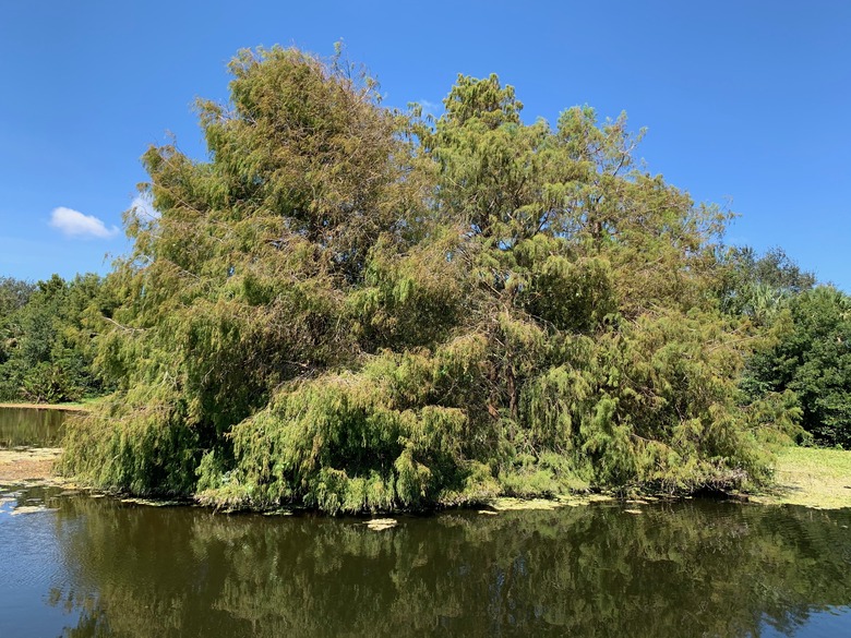 A large bald cypress Taxodium distichum var. distichum growing at the Green Cay Nature Center and Wetlands in Boynton Beach
