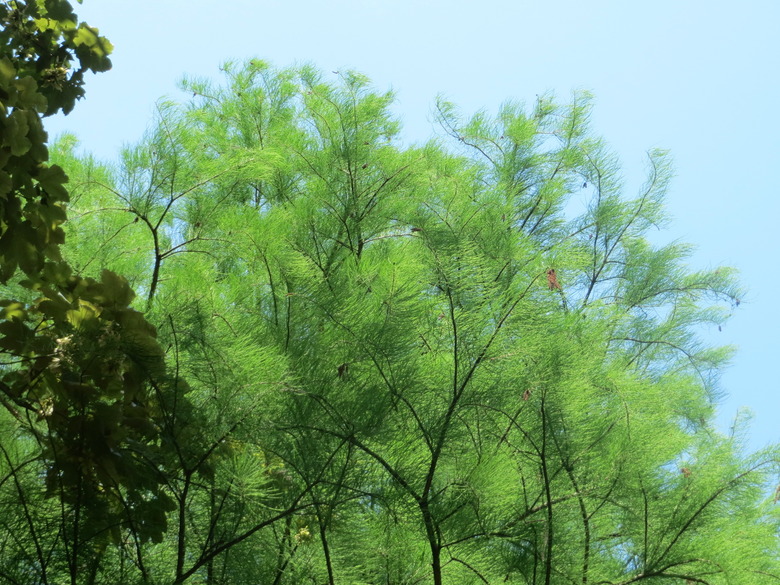 An airy pond cypress Taxodium distichum var. imbricarium rises up toward the sky.