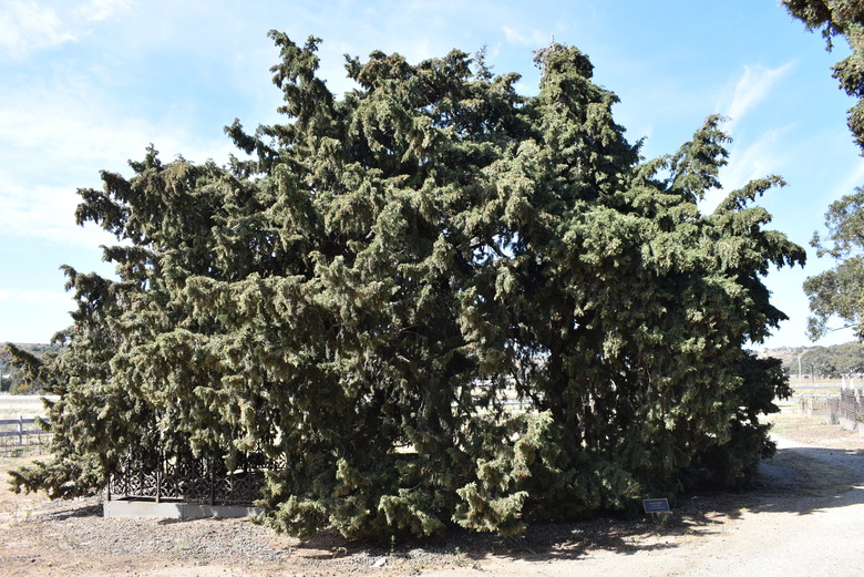 A large Italian cypress tree Cupressus sempervirens taking up the whole frame.