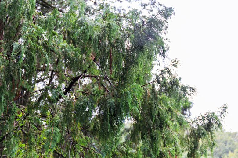 Some wonderful Kashmir cypress Cupressus cashmeriana branches pointing up to the sky.