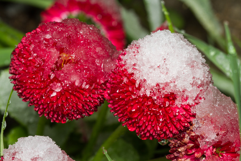 A close-up of a few red Pomponette English daisies Bellis perennis 'Pomponette' covered in ice.