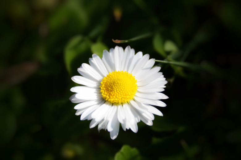 A single white and yellow English daisy Bellis perennis set against a dark background.