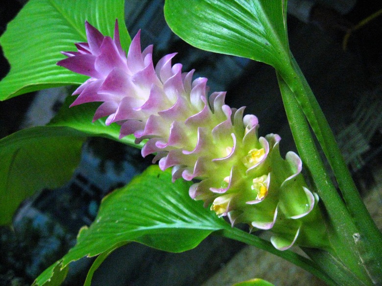 A close-up of a queen lily Curcuma petiolata ginger plant with purple