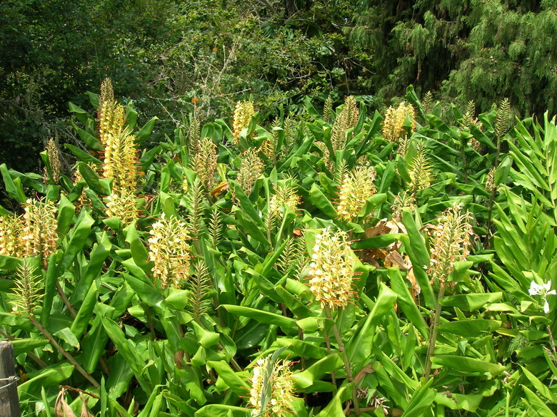 A field of kahili ginger Hedychium gardnerianum with yellow flower spikes poking up toward the sky.