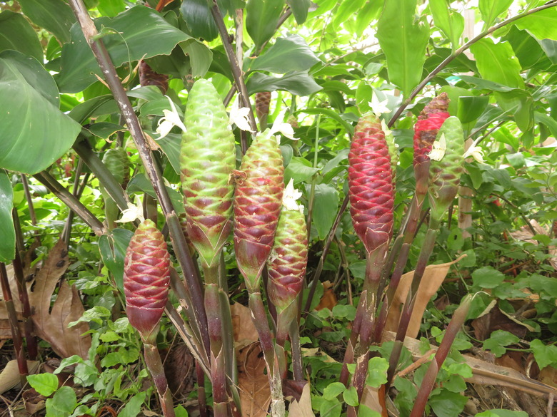 A handful of pinecone ginger Zingiber zerumbet flower blooms in pink and green.