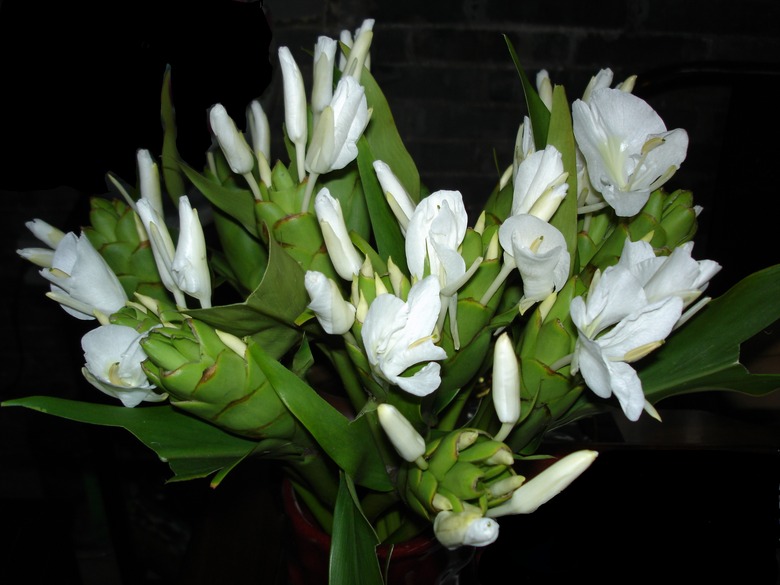 A close-up of some white butterfly ginger Hedychium coronarium flowers at night.