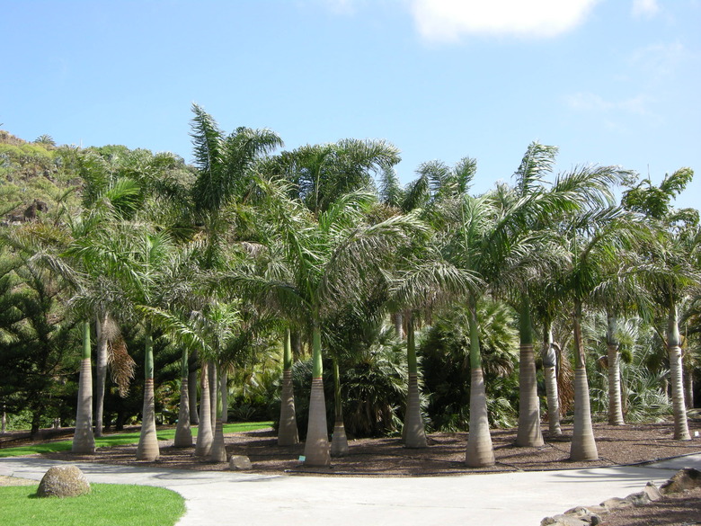 A tight grouping of Caribbean royal palms Roystonea oleracea with a blue sky overhead.