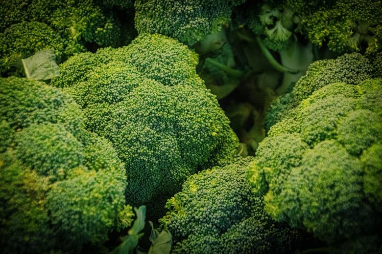 A close-up of some bunches of broccoli heads.