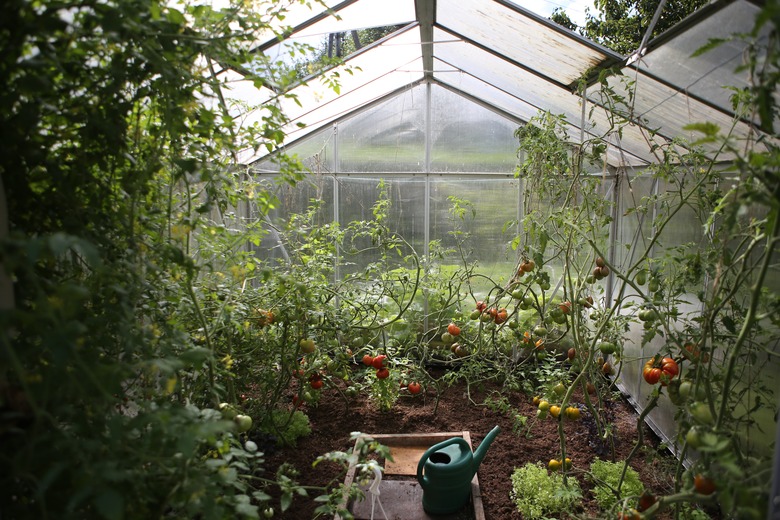 A verdant greenhouse filled with green foliage and various fruits growing.