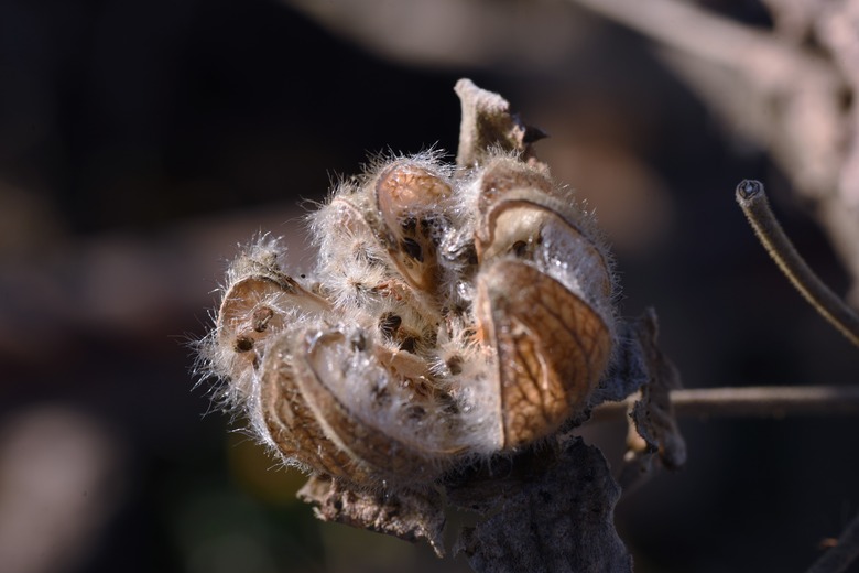 A close-up on a fuzzy confederate rose seed capsule.