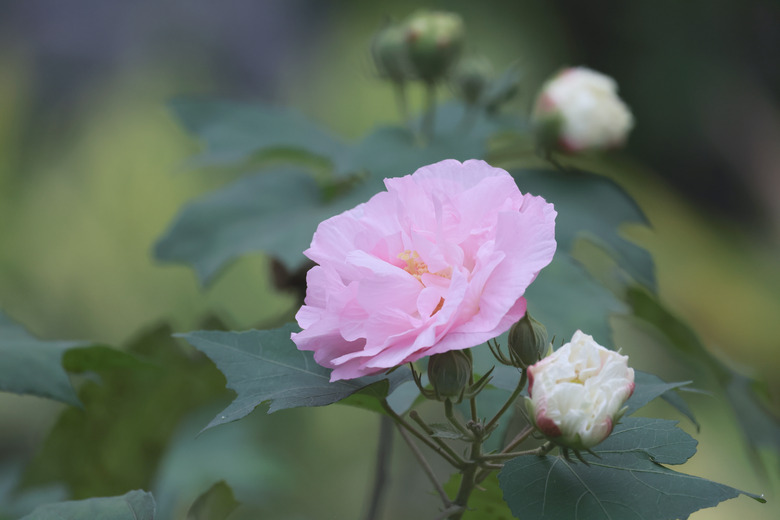 A pink confederate rose Hibiscus mutabilis flowers in a garden under sunshine.