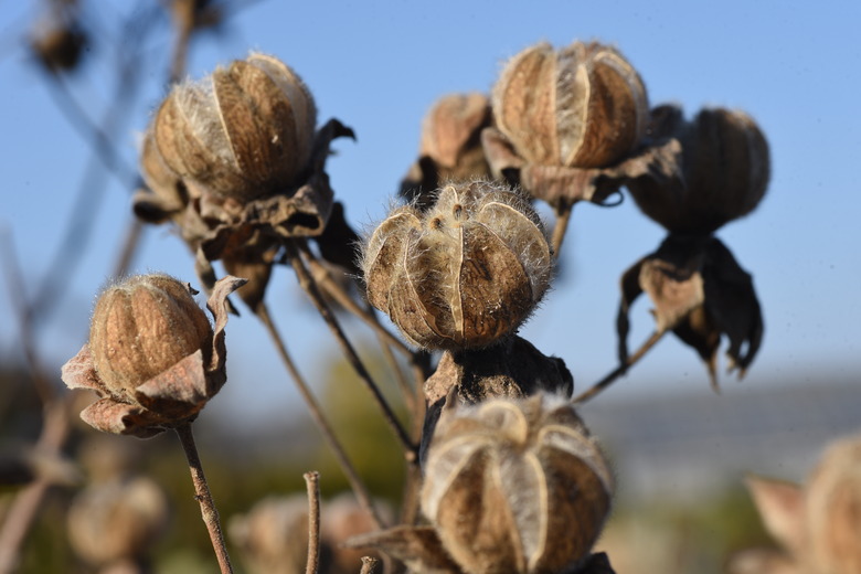 A close-up on some confederate rose seedpods.