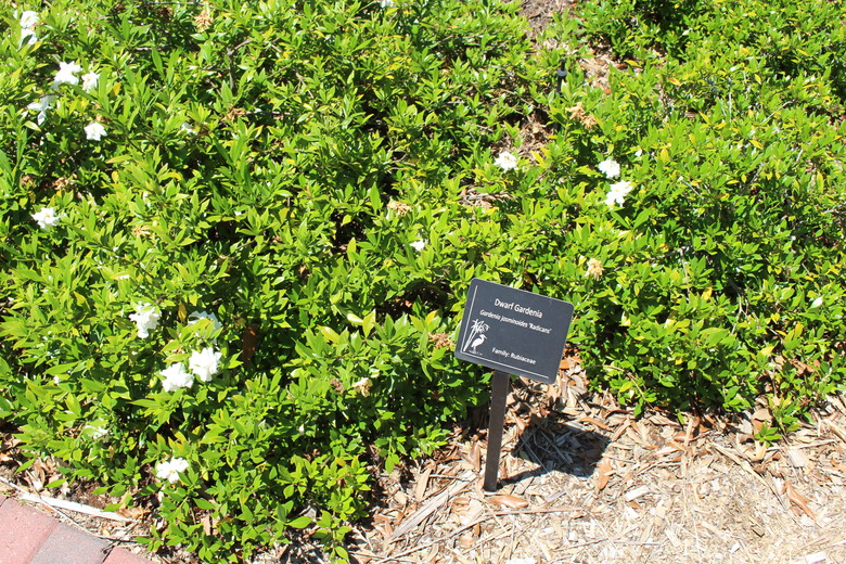 Dwarf Radicans gardenias Gardenia jasminoides 'Radicans' growing at the Coastal Georgia Botanical Gardens in Chatham County