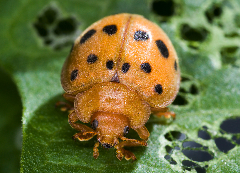 A close-up of an orange Mexican bean beetle Epilachna varivestis with black spots on a leaf.