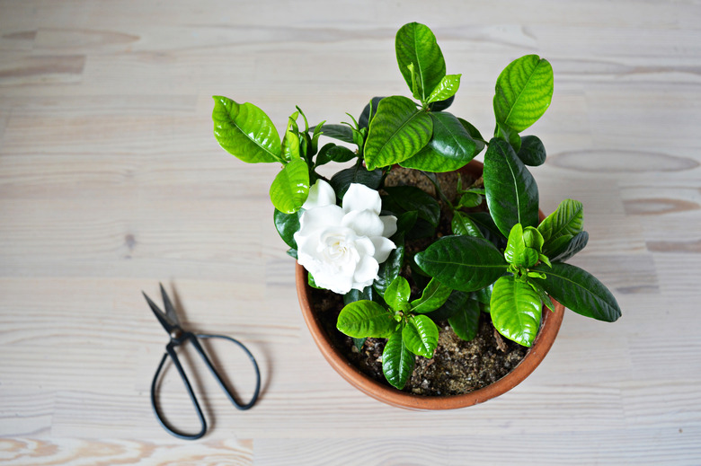 A blooming white gardenia and black steel scissors.