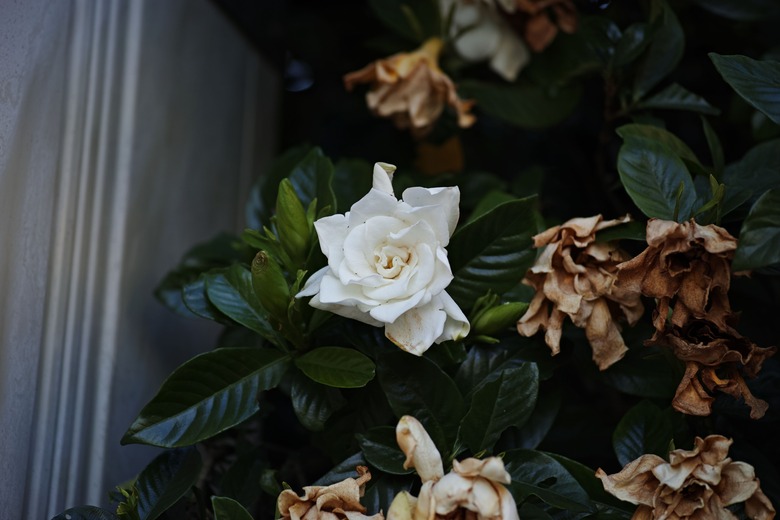A close-up of a beautiful gardenia flower growing in a garden.