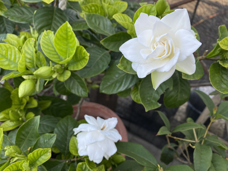 Selected focus for a gardenia flower.
