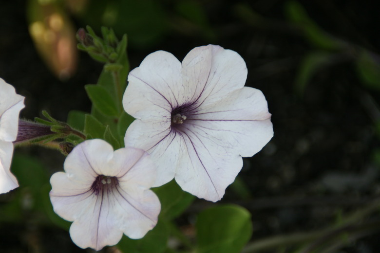 Two Tidal Wave Silver petunias Petunia x hybrida 'PAS97287' fully in bloom.