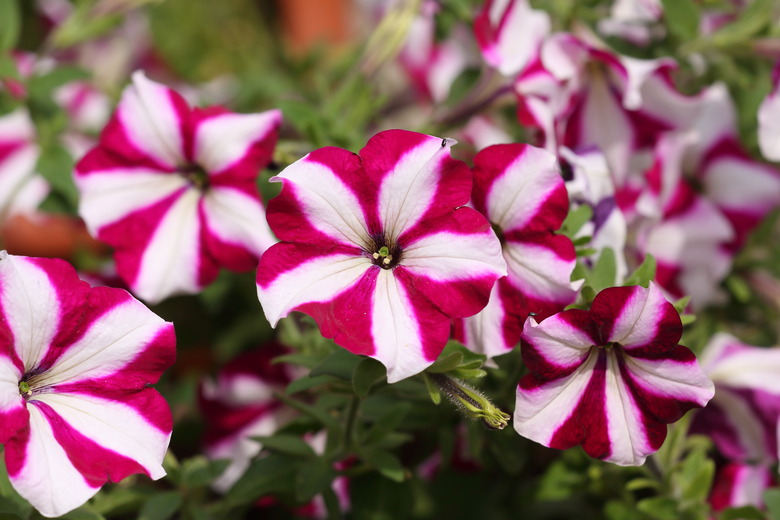 Delightfully variegated Easy Wave Burgundy Star petunias Petunia x hybrida 'PAS760702' opening up to the sun.
