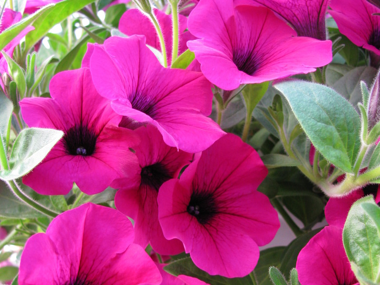 Wave Purple petunias Petunia x hybrida 'PAS760727'