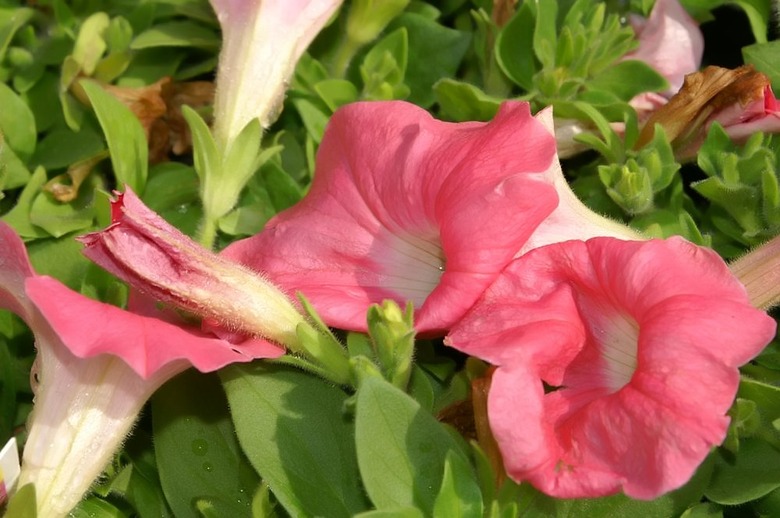 A few Easy Wave Coral Reef petunia Petunia x hybrida 'PAS481972' flowers and buds.