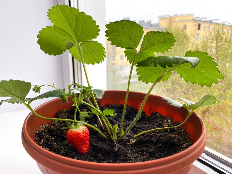 Strawberry seedlings sitting on a windowsill.