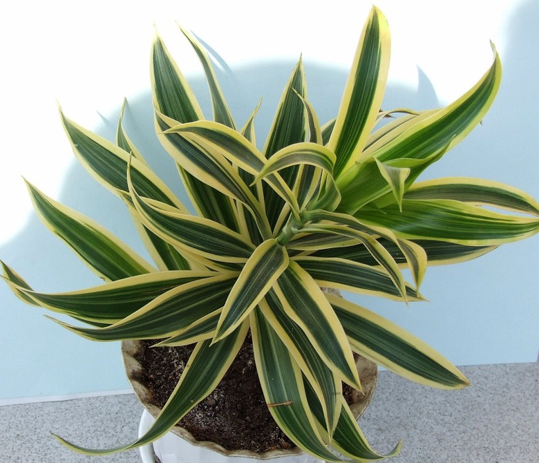 A simple corn plant Dracaena fragrans in a small pot.