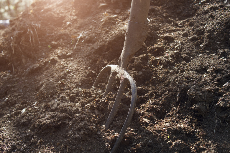 A gardener's pitchfork stuck in the ground in a garden.